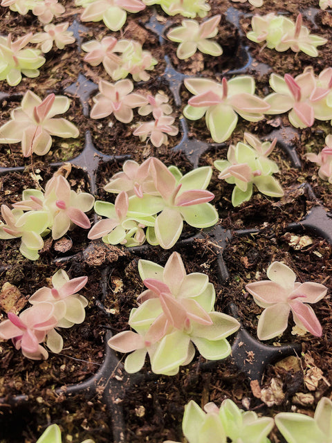 2" Pinguicula (Butterwort) Carnivorous Plant