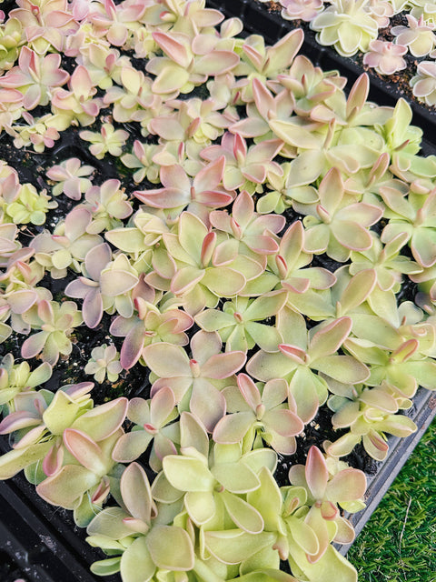 2" Pinguicula (Butterwort) Carnivorous Plant