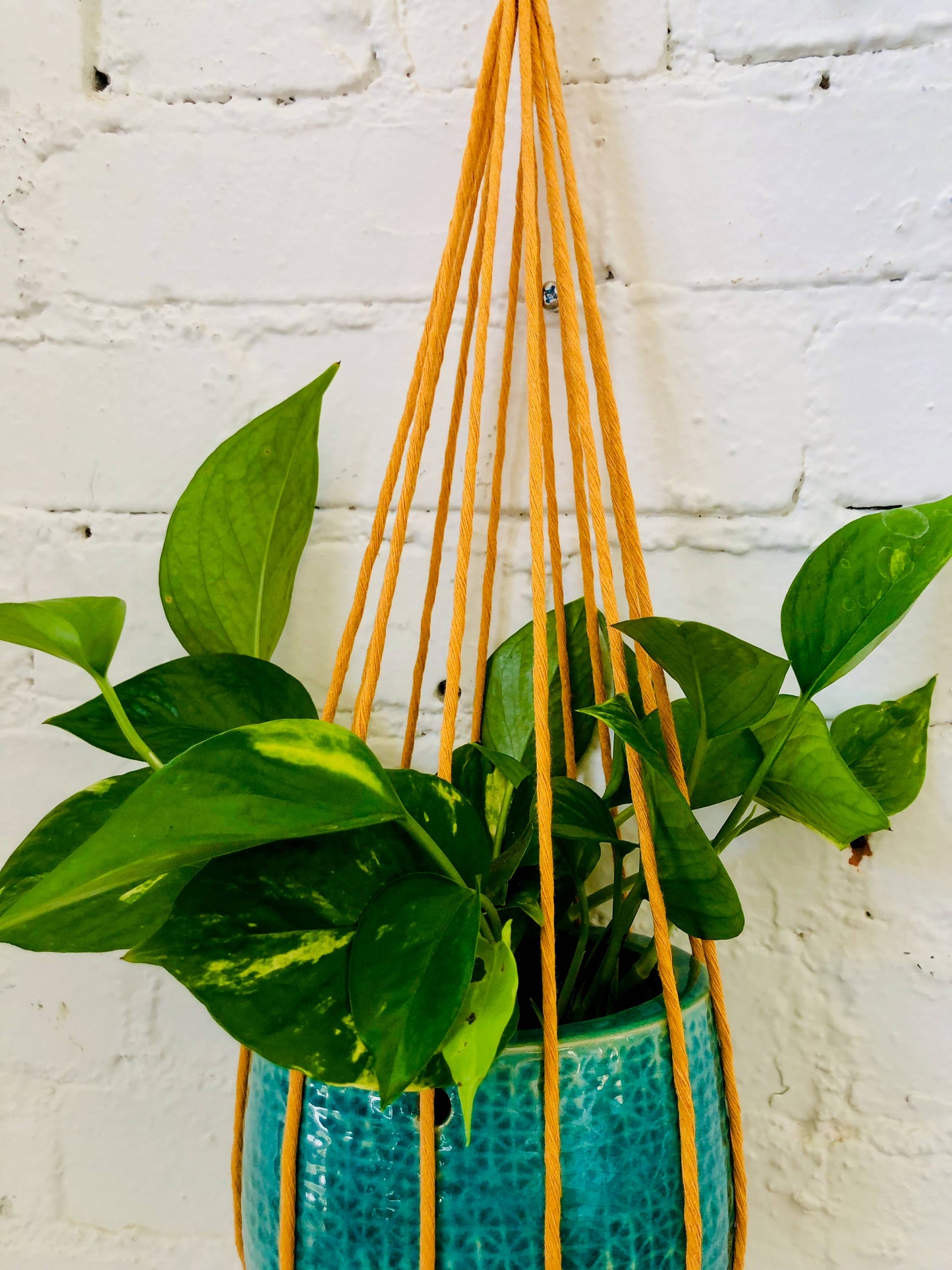 Joshua Tree Monochrome Plant Hanger