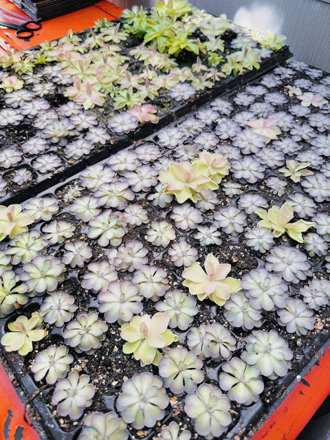 2" Pinguicula (Butterwort) Carnivorous Plant