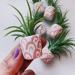 Mini Air Plant Holder with Air Plant