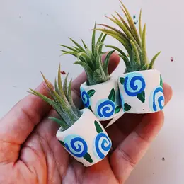 Mini Air Plant Holder with Air Plant