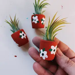 Mini Air Plant Holder with Air Plant