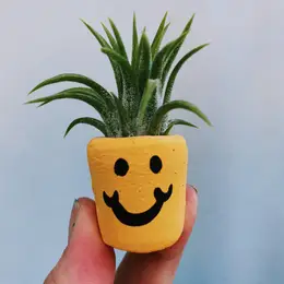 Mini Air Plant Holder with Air Plant