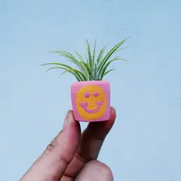 Mini Air Plant Holder with Air Plant