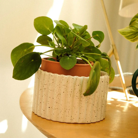 Self Watering Pot - Paula