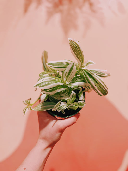 4" Tradescantia Pistachio White