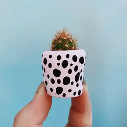 Mini Air Plant Holder with Air Plant