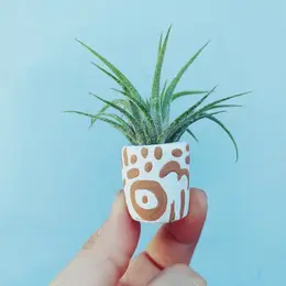 Mini Air Plant Holder with Air Plant