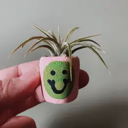 Mini Air Plant Holder with Air Plant