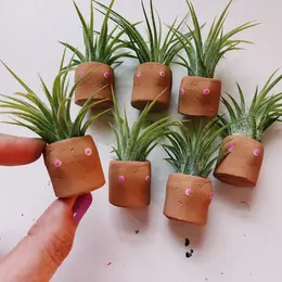 Mini Air Plant Holder with Air Plant