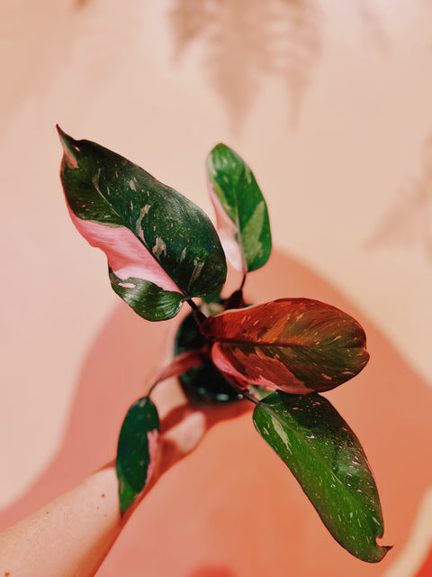 4" Philodendron Pink Princess