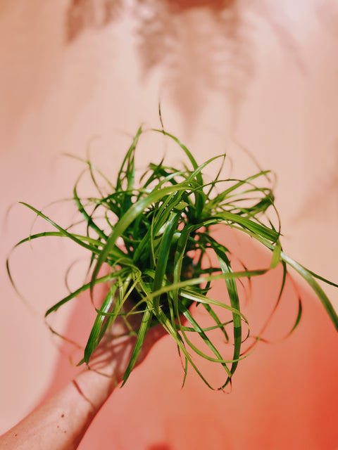 4" Ponytail Palm