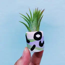 Mini Air Plant Holder with Air Plant