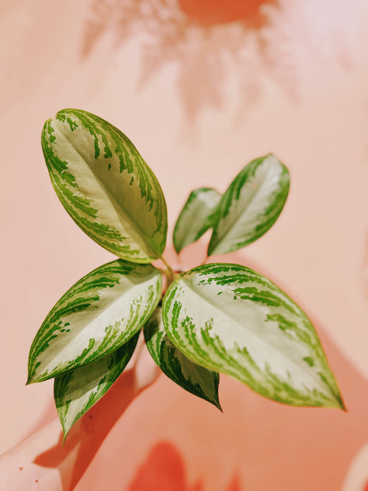 4" Aglaonema Leprechaun