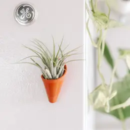 Magnetic Ceramic Air Plant Cone