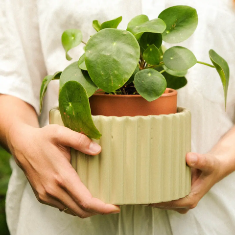 Self Watering Pot - Paula