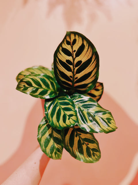 4" Calathea Makoyana
