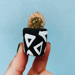 Mini Air Plant Holder with Air Plant