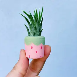 Mini Air Plant Holder with Air Plant