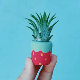 Mini Air Plant Holder with Air Plant