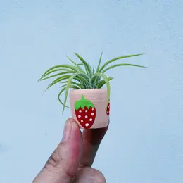 Mini Air Plant Holder with Air Plant