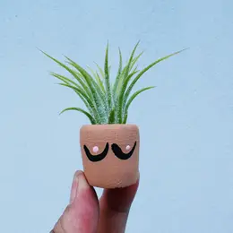 Mini Air Plant Holder with Air Plant