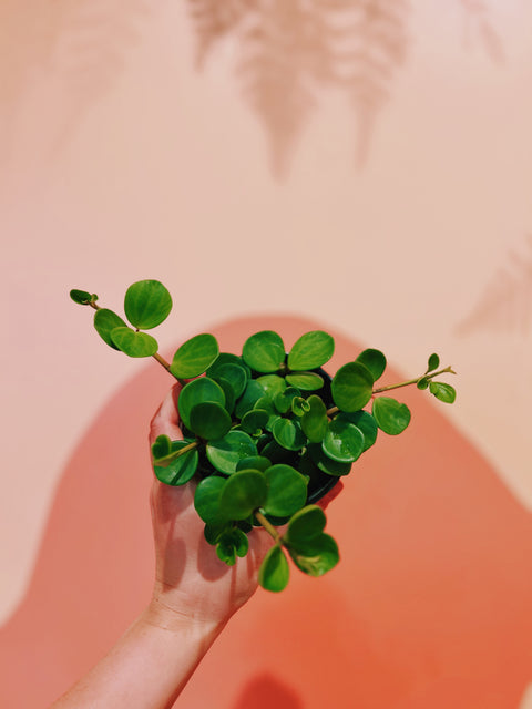 4" Peperomia Hope