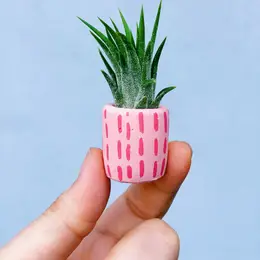 Mini Air Plant Holder with Air Plant