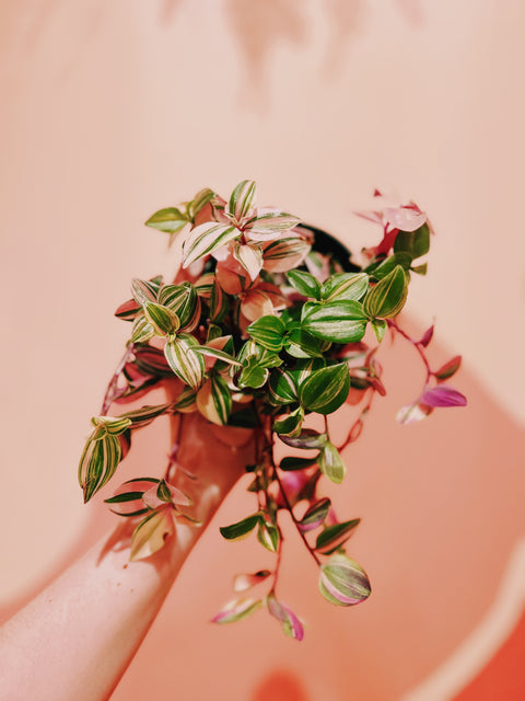 4" Tradescantia Pink Princess