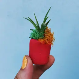 Mini Air Plant Holder with Air Plant