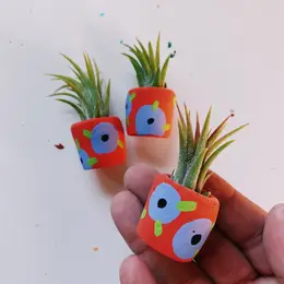 Mini Air Plant Holder with Air Plant