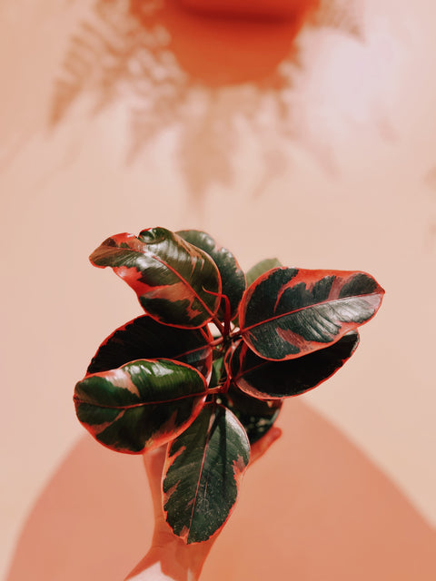 4" Ficus Elastica Ruby
