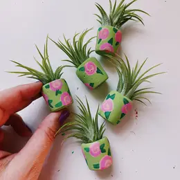 Mini Air Plant Holder with Air Plant