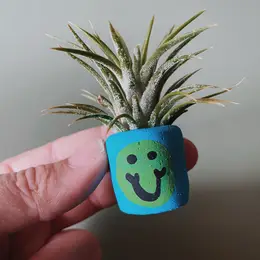 Mini Air Plant Holder with Air Plant