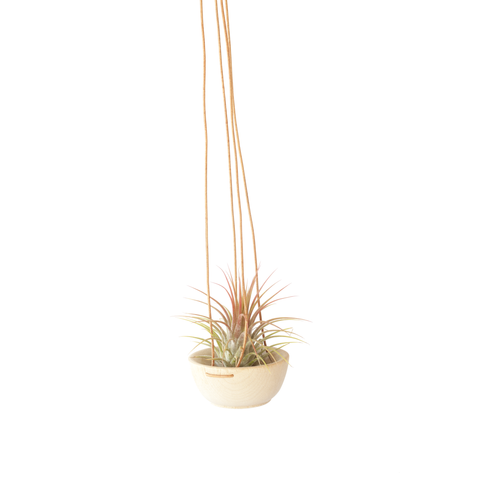 Wood + Leather Air Plant Hanger