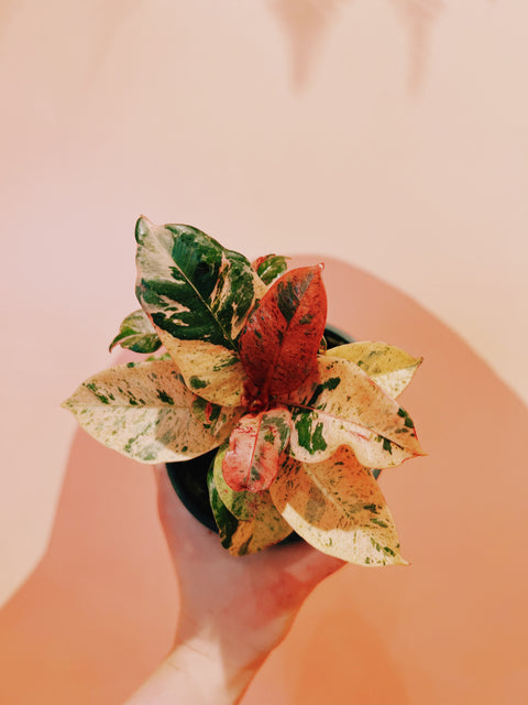 4" Ficus Elastica Shivereana