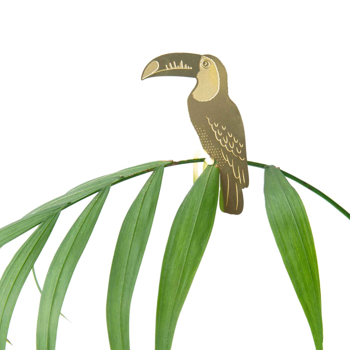 Plant Animal - Toucan, botanical decoration