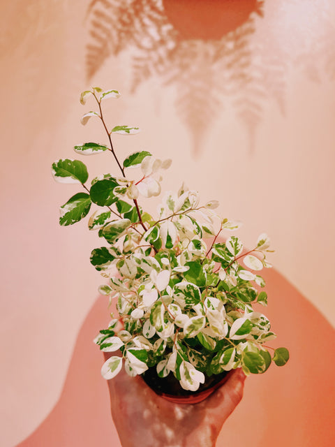 4" Breynia Snowbush