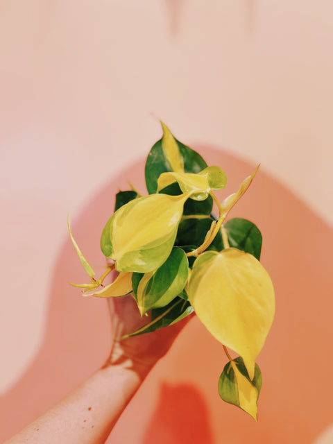 4" Philodendron Heder. Brasil