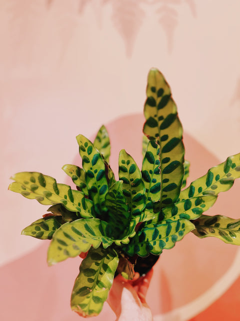 6" Calathea Lancifolia Rattlesnake