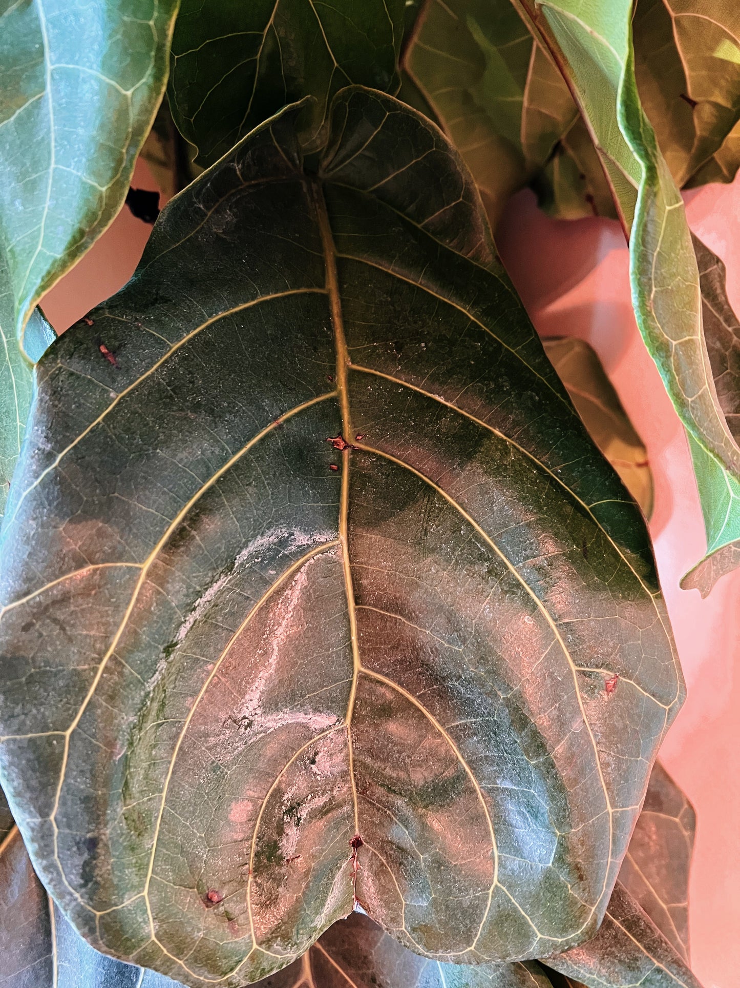 Leaf Wellness - All Natural Leaf Shine