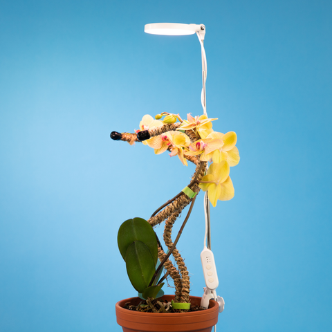 Adjustable LED Plant Light