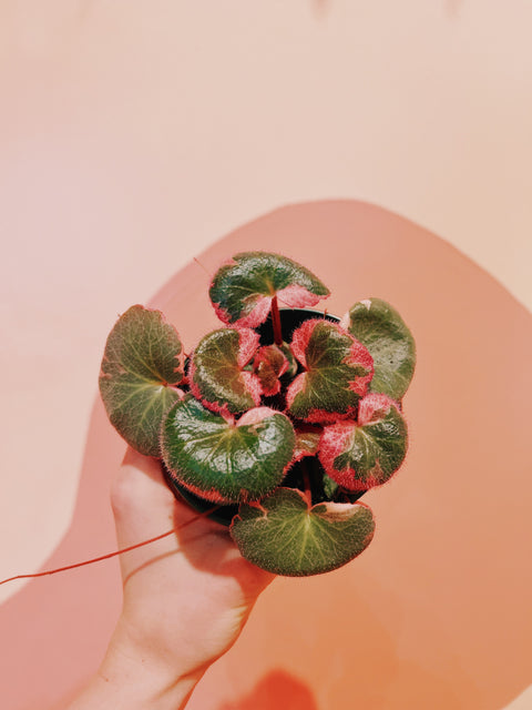 4" Strawberry Begonia