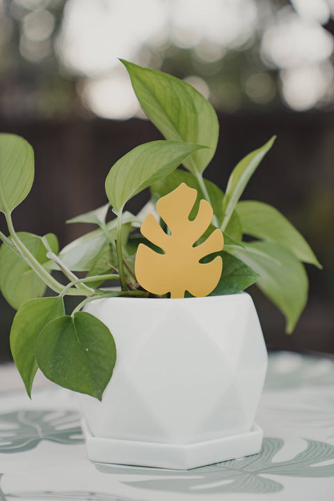 Monstera Shaped Sticky Traps