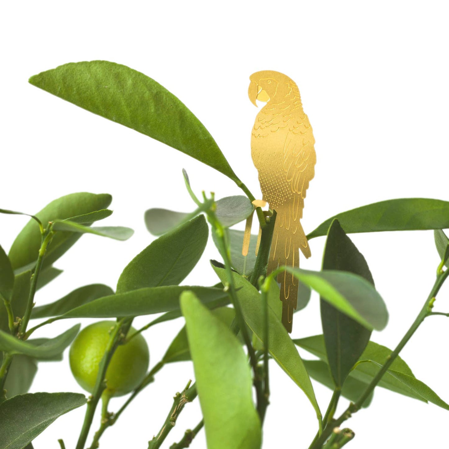 Plant Animal - Parrot, Houseplant Accessory