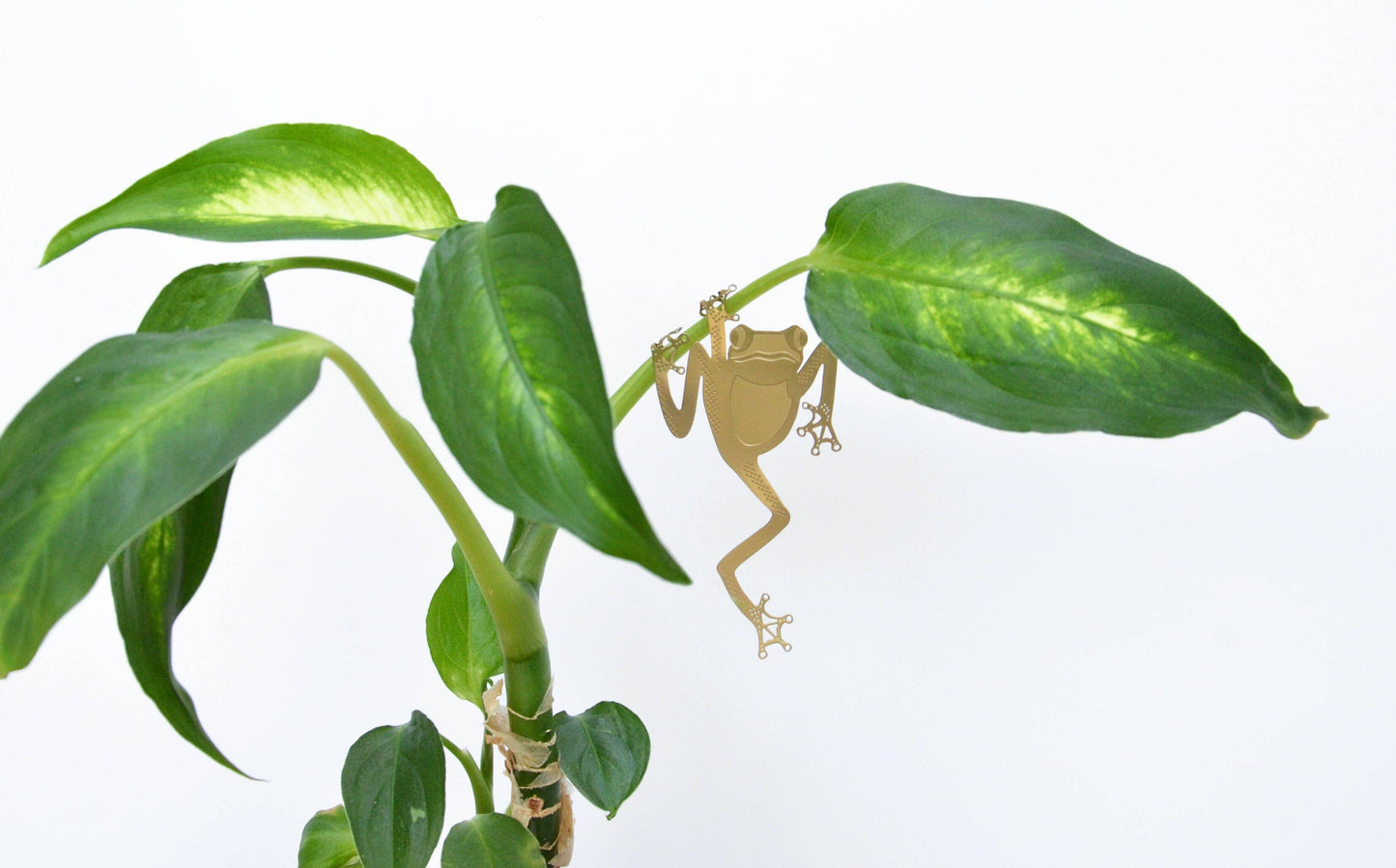 Plant Animal - Tree Frog, house plant gift