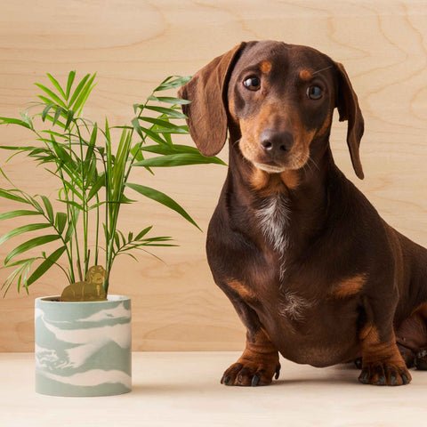 Daschund Plant Animal Pet