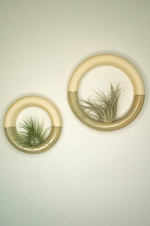 Pistachio Sweet Roll