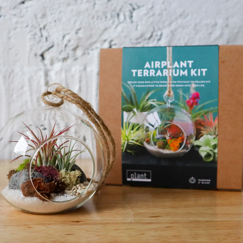 Terrarium Kit : Hanging Air Plant